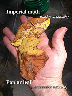 Imperial-moth-camouflaged-with-leaf