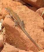 In Bryce NP