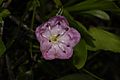 Kalmia microphylla 0600