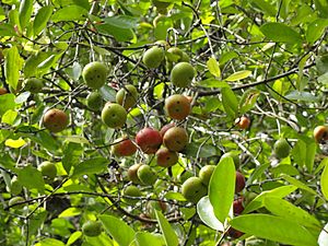 Kokum Plant