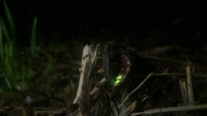 Lampyris Noctiluca (firefly) mating.gif