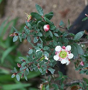 Leptospermum macrocarpum 02.jpg