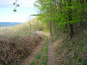 Linch Down Roman road 3