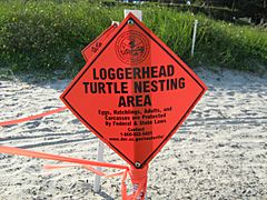 Loggerhead nesting area