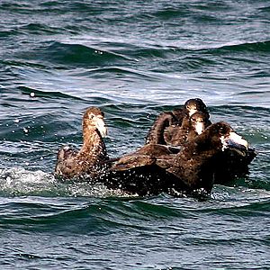 Macronectes giganteus Southern Giant-Petrel