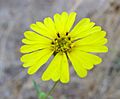 Madia elegans flower