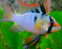 Male Blue Ram