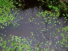 Marsh Pennywort, Hydrocotyle vulgaris