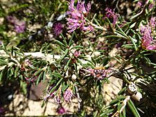 Melaleuca scabra (fruits) 02