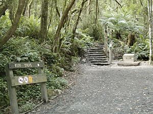 Monts dandenong, Victoria, Australie