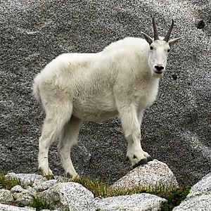 Mountain Goat, Enchantments Basin.jpg