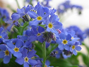 Myosotis sylvatica.jpeg