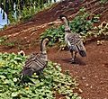 Nene, Kauai