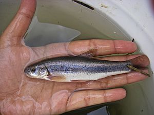 Northern Leatherside Chub (5764989619)