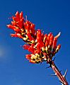 Ocotillo Flower