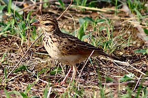 Paddyfield Pipit in Bhopal