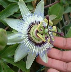 Passion flower.jpg