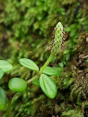 Peperomia tetraphylla00.jpg