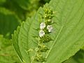 Perilla frutescens var. frutescens' flower