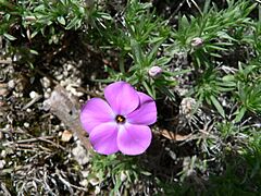 Phlox diffusa 08740