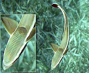 Remora Belize Reef.jpg