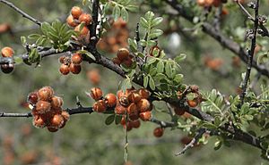 Rhus microphylla fruta.jpg