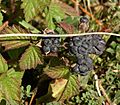 Rubus caesius