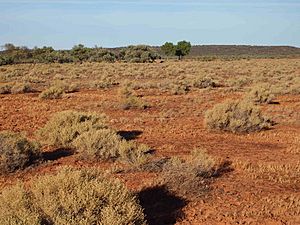 Samphire shrubland