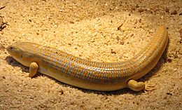 Schneiders skink 001