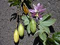 Starr 010423-0066 Passiflora tarminiana