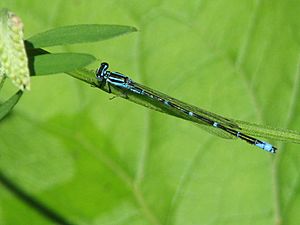 Stream Bluet (Enallagma exsulans)