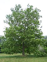 Sycamore Platanus occidentalis