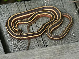 Thamnophis saurita ssp. septentrionalis.jpg