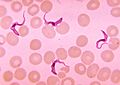 Trypanosoma sp. PHIL 613 lores