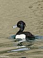 Tufted Duck (Aythya fuligula) (34557625476)