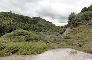 Waimangu geyser 2011