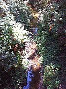 West Fork Permanente Creek below Deer Valley Farm 2011-09-03