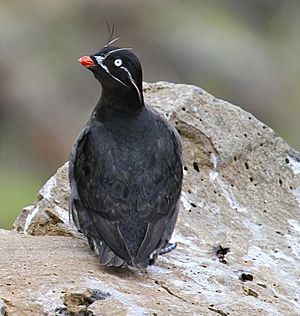 Whiskered Auklet.jpg