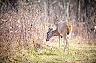 White Tailed Deer (23073007566).jpg