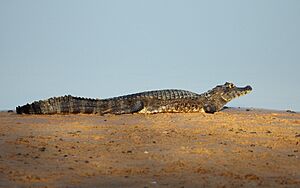 Yacare caiman (Caiman yacare)