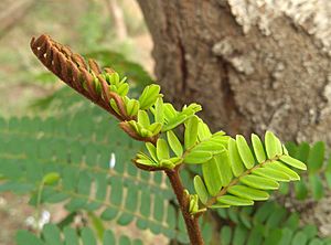 Yellow flame tree budding leaves