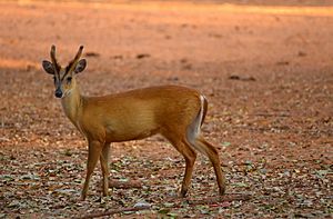 Young male Barking Deer