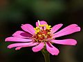 Zinnia elegans at Kadavoor