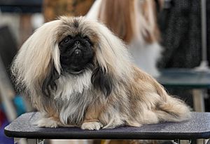 1AKC Pekingese Dog Show 2011.jpg