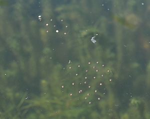 Acris crepitans eggs