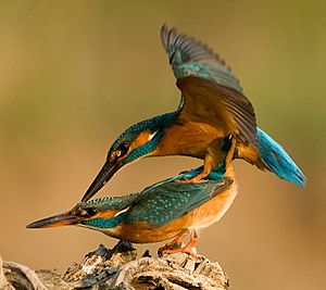 Alcedo atthis 1 (Bohuš Číčel)