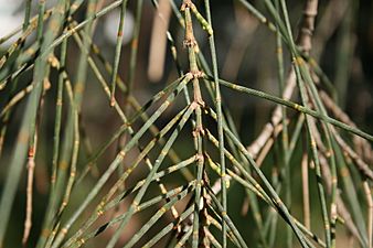 Allocasuarina verticillata - Internodes