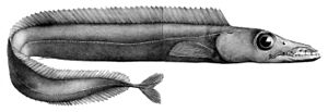 Aphanopus carbo1.jpg