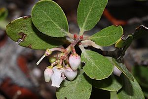 Arctostaphylos nevadensis 7744