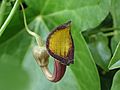 Aristolochia sempervirens Blüte